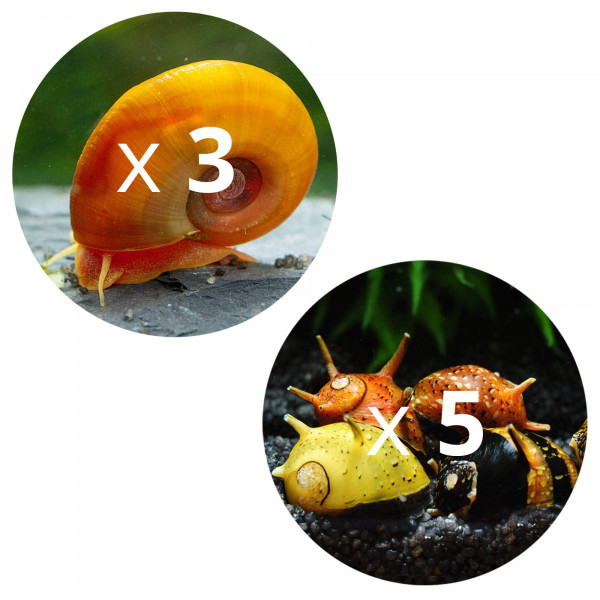 Kieselalgen Fresser Posthornschnecke und Geweihschnecke