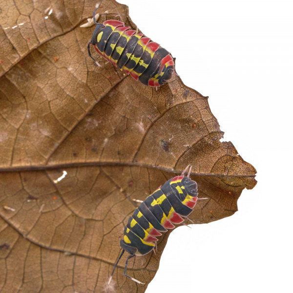 Merulanella sp. "Red Diablo" - DNZ