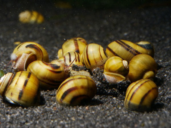 Zebra-Apfelschnecken-Gruppe