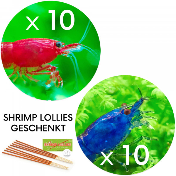 Bestseller Neocaridina Set, 10 Bloody Mary Garnelen, 10 Blue Dream garnelen