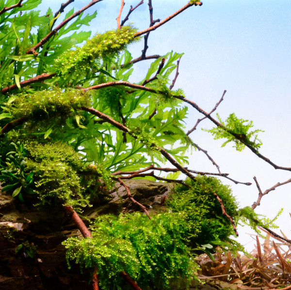 Weeping-Moos-Trauerweidenmoos-im-aquariumu9W14gqzksNBx
