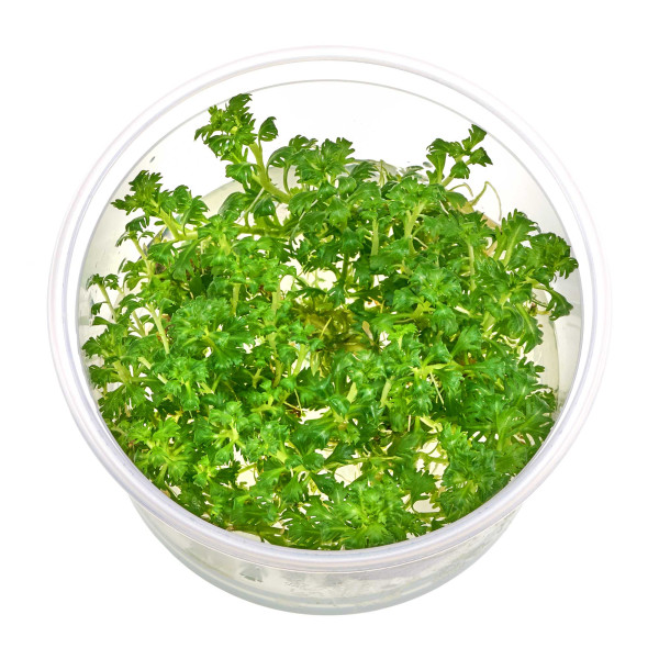 Hottonia palustris | Wasserfeder - in vitro XL 8,5cm