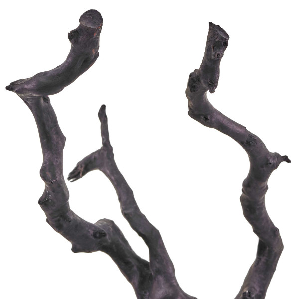 Schwarze Moorwurzel Fingerwurzel Details