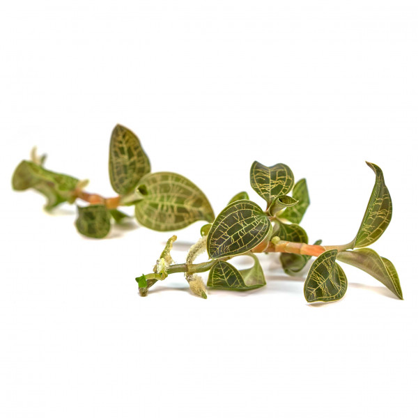 Juwelorchidee Macodes petola
