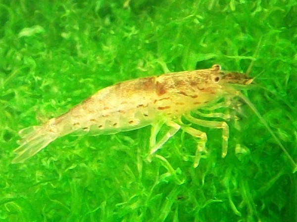 Zwergfächergarnele, Sulawesi-Fächergarnele, Atyoida pilipes