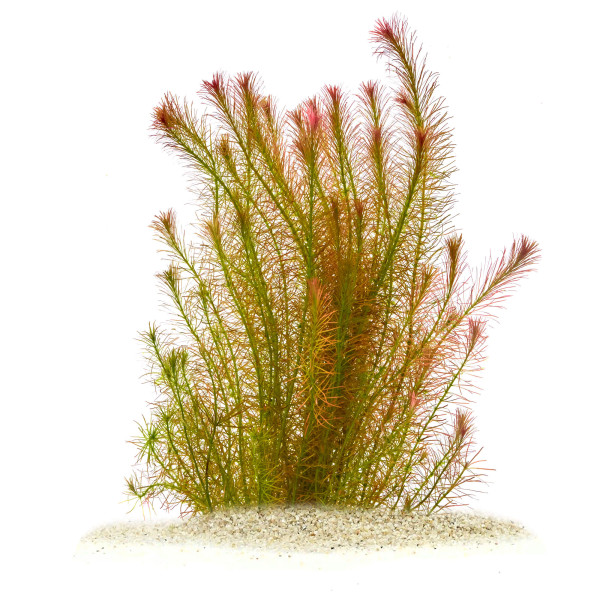 "Feenwald" - Feinfiedrige Aquarium Pflanzen im Set | In-Vitro Set