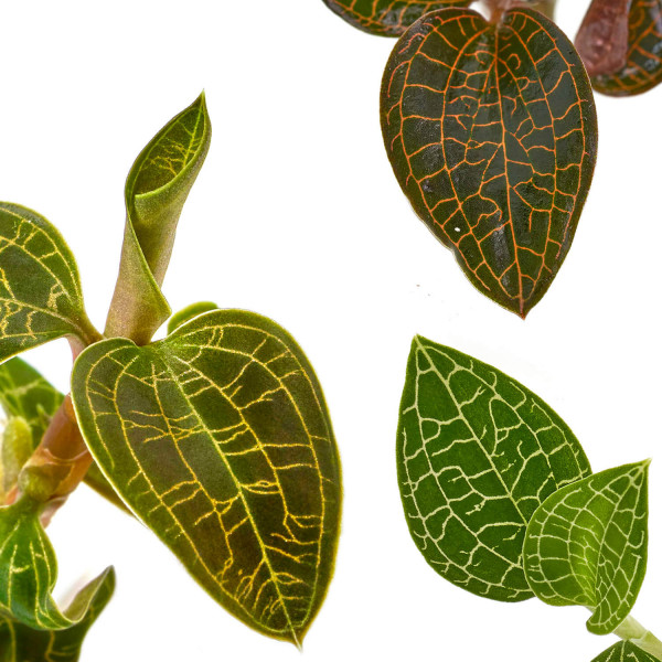 Juwelorchideen Set: 3-4 verschiedene Juwelorchideen (Macodes) | Terrarium - WabiKusa Set