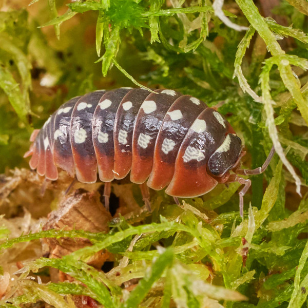 Armadillidium klugii " Montenegro" Assel | DNZ