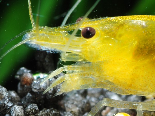 Anfänger Garnelen Set | Neocaridina Mix für Einsteiger