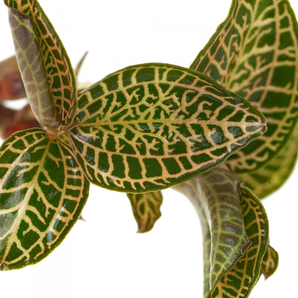 Juwelorchideen Set: 3-4 verschiedene Juwelorchideen (Macodes) | Terrarium - WabiKusa Set