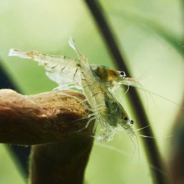 sulawesi inlandsgarnelen effektive algenfresser im aquarium