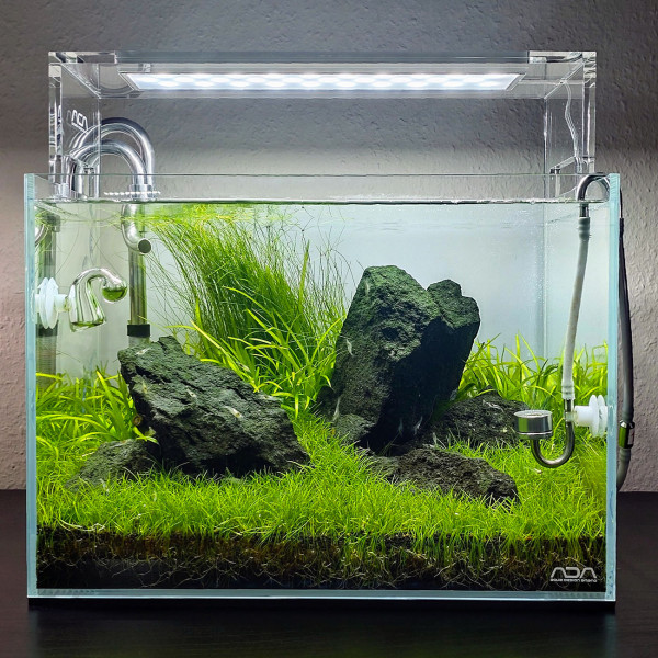Eleocharis Montevidensis als grasartige Hintergrundpflanze in einem Iwagumi Aquarium