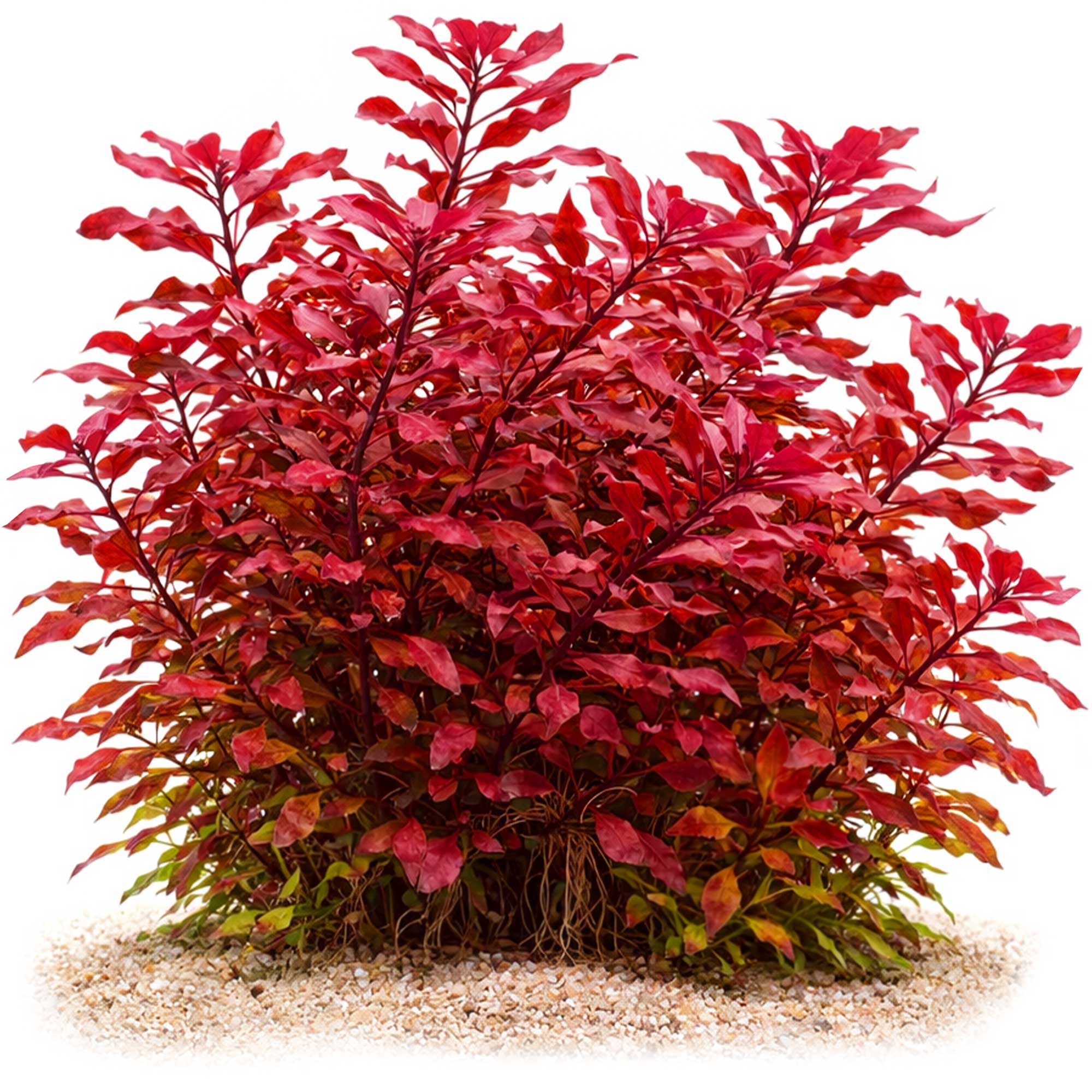 Ludwigia palustris Super Red Mini ausgewachsen