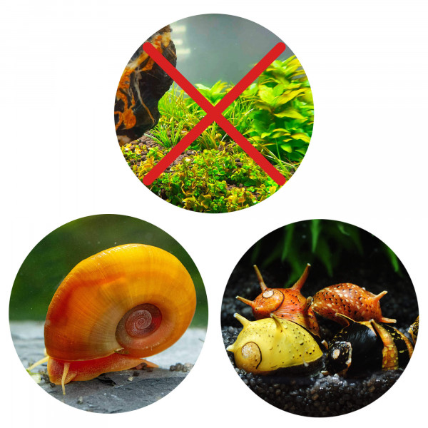 Aquarium Schnecken gegen Algen