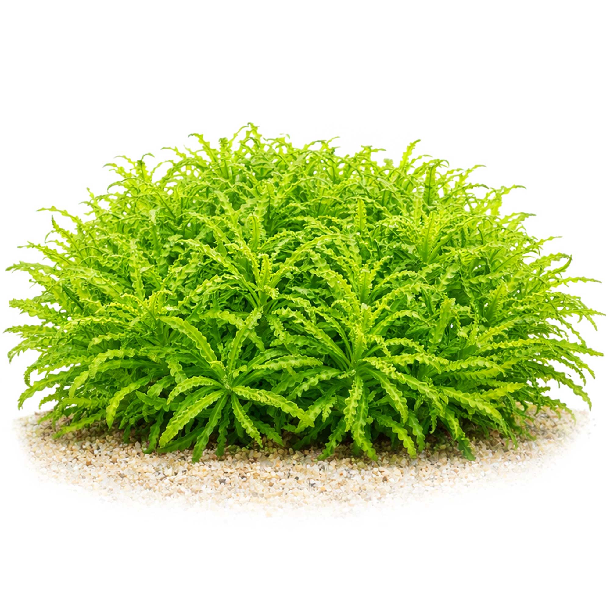 Dicht gewachsene Pogostemon helferi im Aquarium