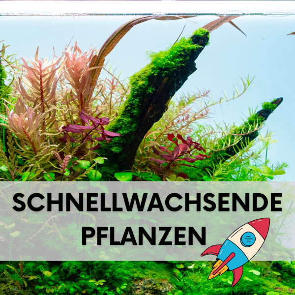 Schnellwachsende-aquarienpflanzen-blogfrkvPTSgrLG7s