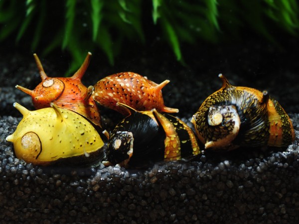 Geweihschnecke-Tricolor-4