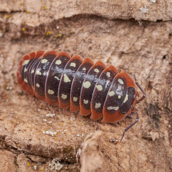 Armadillidium klugii " Montenegro" Assel | DNZ