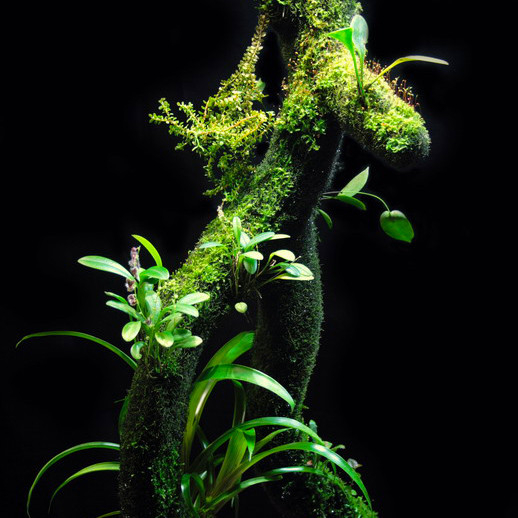 Hygrolon Liane | Dekoration für Terrarium und Wabi-Kusa