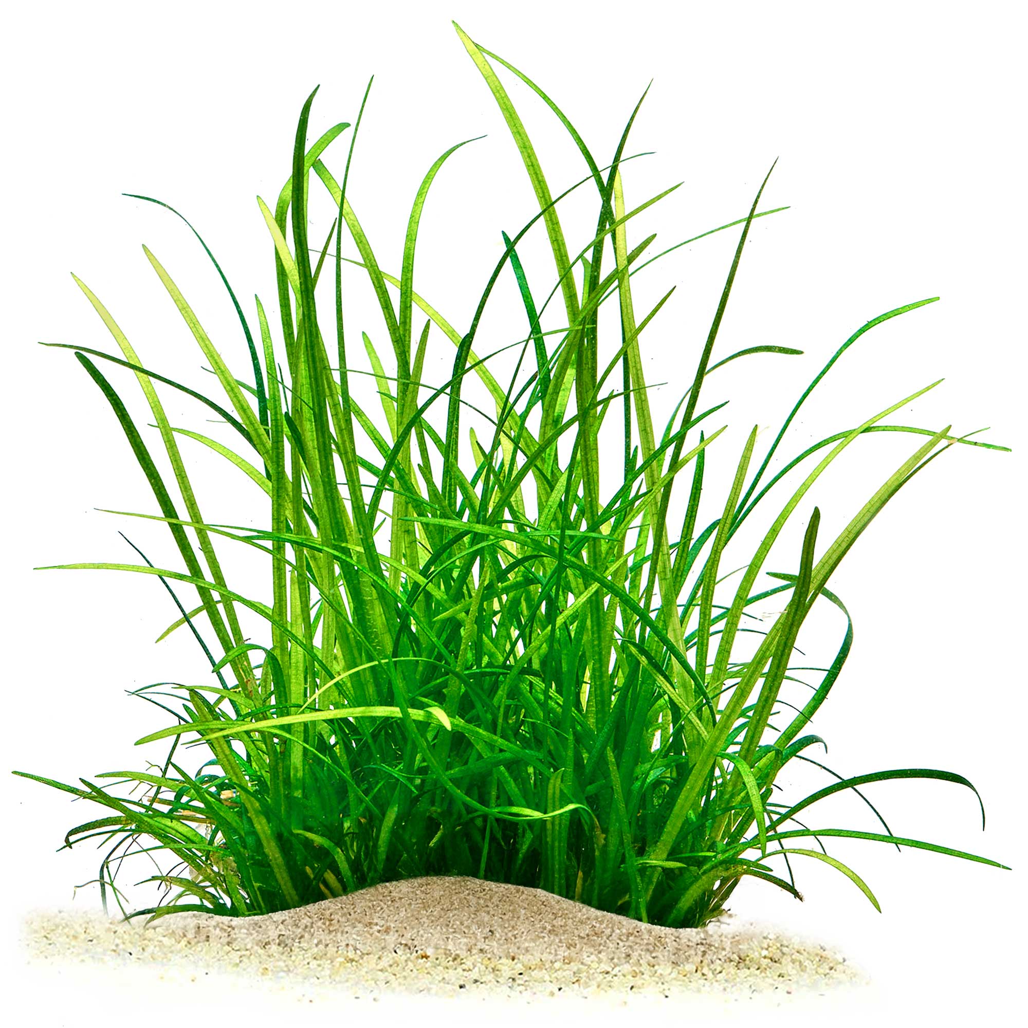 Gewachsene Helanthium tenellum