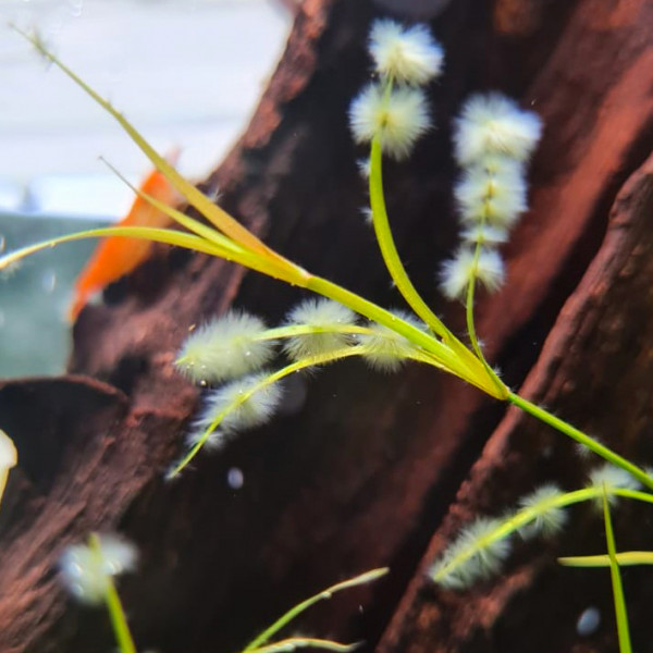 Pinselalgen-auf-AquarienpflanzenxwQ3fA0wAjJwZ