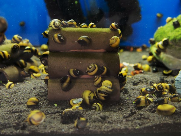 Geweihschnecke Gold / Schwarz | Clithon sp. - Größe S