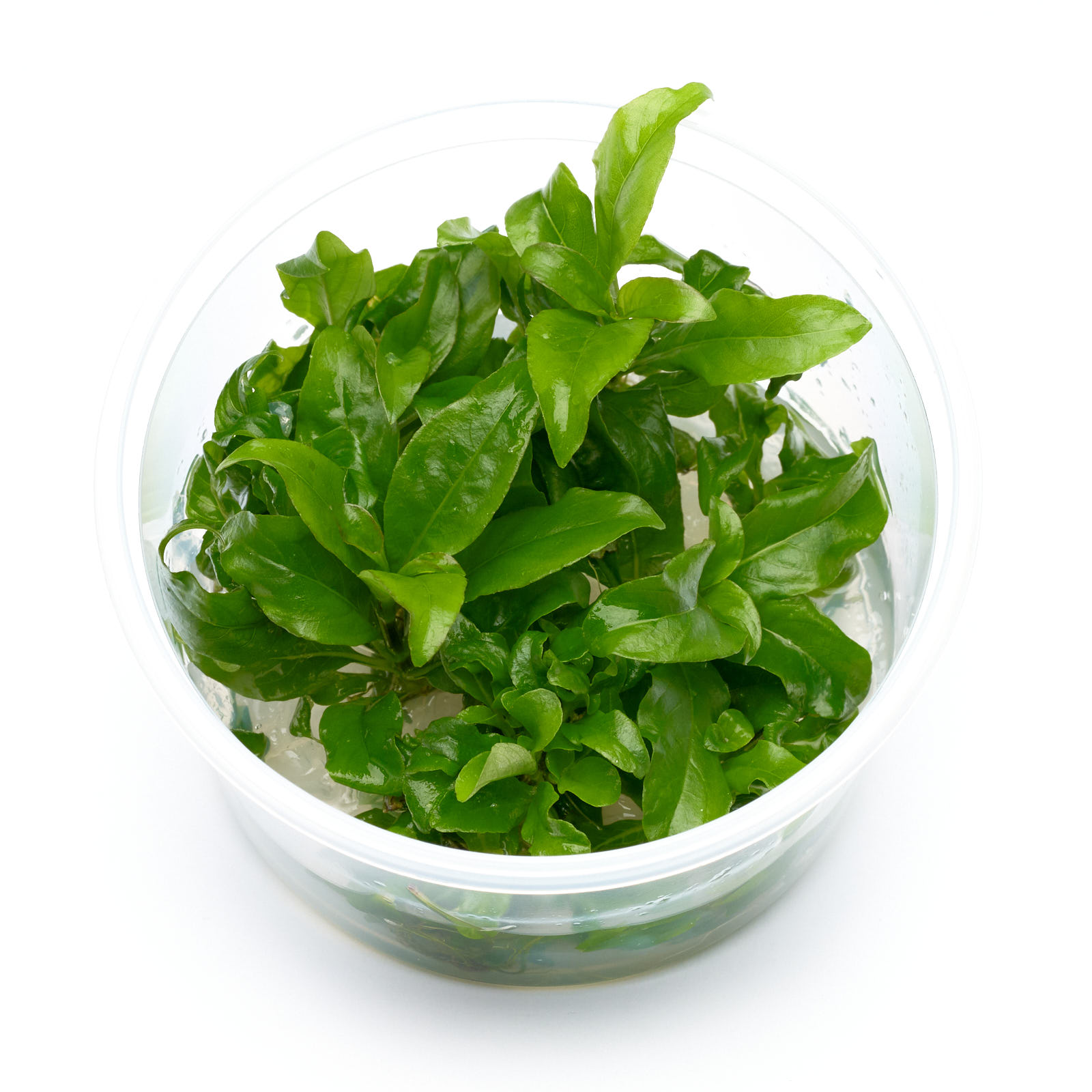 Hygrophila siamensis im XL-In-vitro-Becher