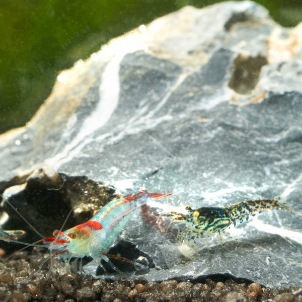 Bunter Garnelen Mix | Neocaridina Wildformen im Paket