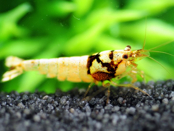 Spotted Head Pintomischlinge