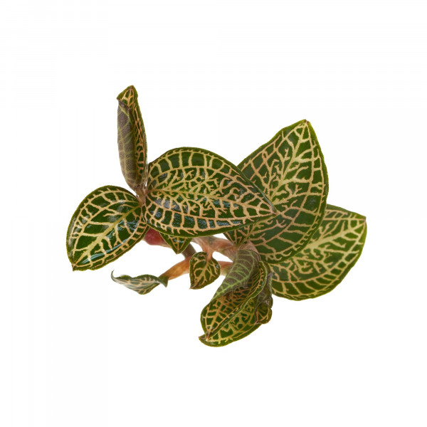 Macodes Anoectochilus roxburghii "Skeleton Hybride"