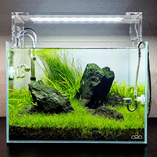 3x Eleocharis sp. "Mini" - Mini-Nadelsimse - in vitro