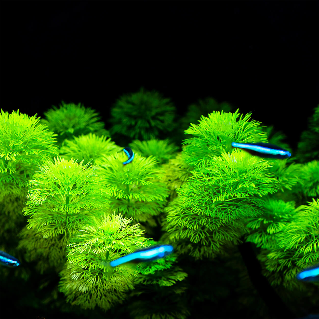 Limnophila sessiliflora aus Asien