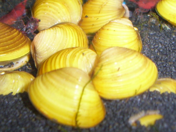 Körbchenmuschel bicolor, Corbicula sp.