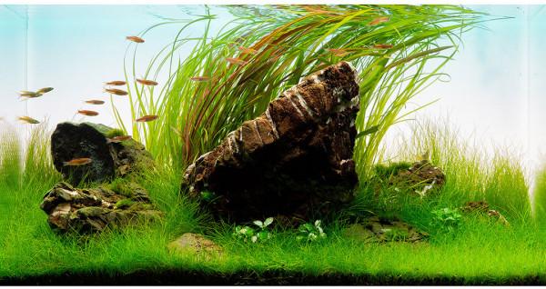 3x Eleocharis sp. "Mini" - Mini-Nadelsimse - in vitro