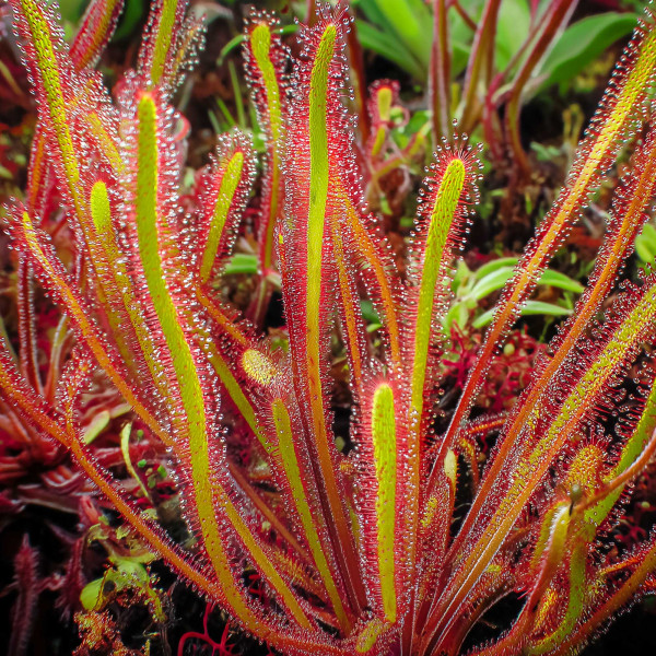 Spiralförmiger Sonnentau Drosera Spiralis