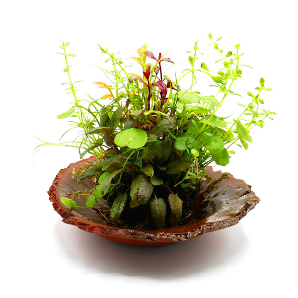 OPAquatics WabiKusa Dirt Ball Ver. 2 Beispiel