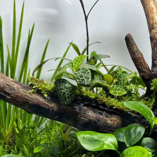 Macodes Anoechtolius roxburgii "Silver Mine" Silberne Juwelorchidee im Terrarium / Flaschengarten