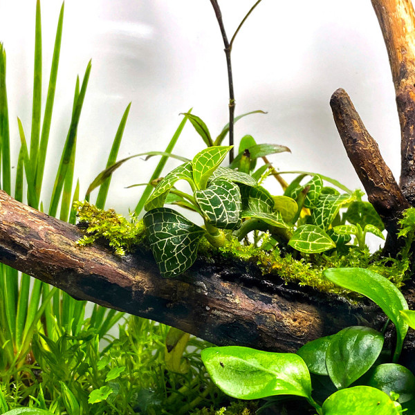 Juwelorchideen Set: 3-4 verschiedene Juwelorchideen (Macodes) | Terrarium - WabiKusa Set
