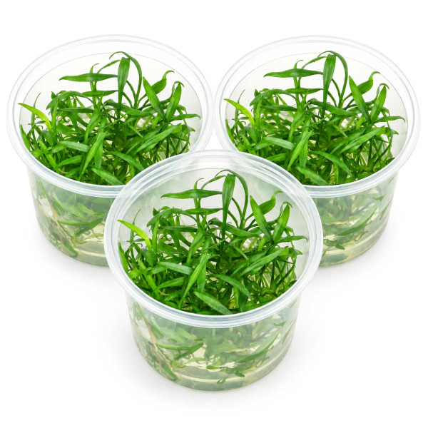 3x Cryptocoryne parva - Kleiner Wasserkelch - in vitro 5,5cm