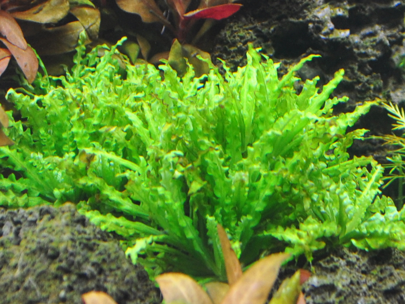 Pogostemon helferi Daonoi zwischen schwarzen Lavasteinen