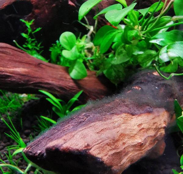Bakterienrasen auf einer Wurzel im Aquarium