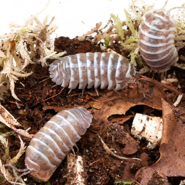 Armadillidium maculatum „Chocolate“ | DNZ