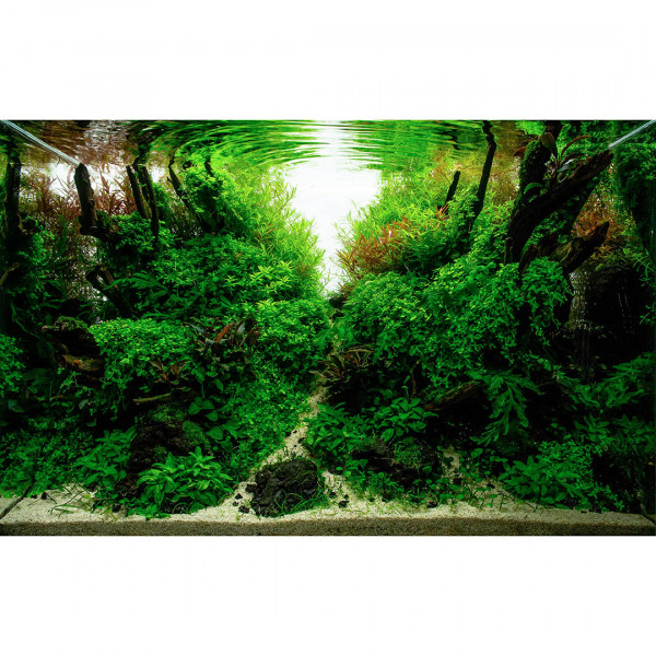 Naturaquarium-EinrichtungsbeispielZqfQGAOZwkCkC
