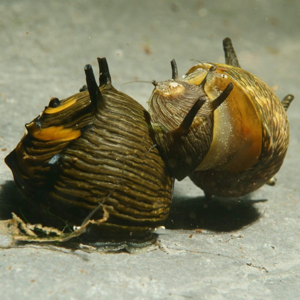 Geweihschnecke_SUN-3TwEQrZuTHj6us