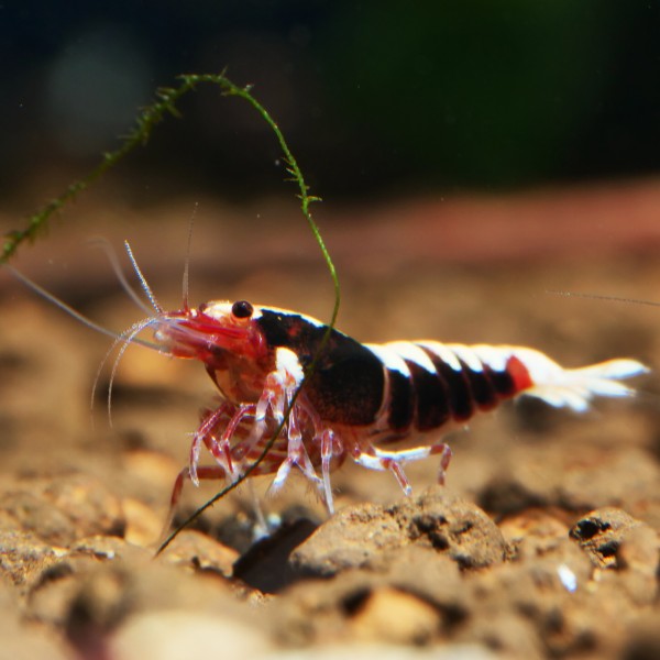 Rote Fishbone Garnele