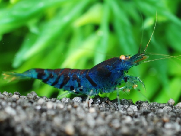 Blaue Tigergarnele OE Rusty