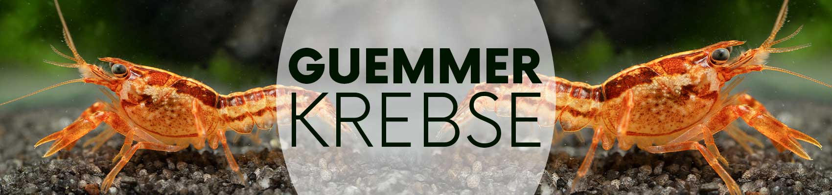 Guemmer CPO Banner