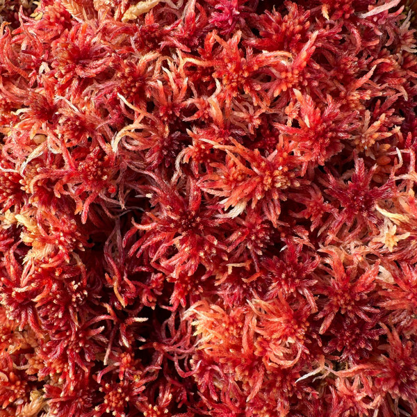 Sphagnum rubellum Moos zum Aufbinden | Rotes Torfmoos