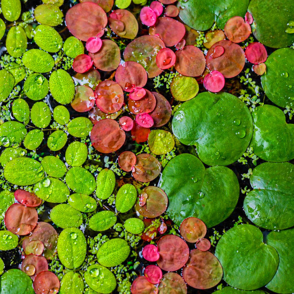 Teich- & Schwimmpflanzen Set Schnelle Hilfe gegen Algen im Teich Aquarium