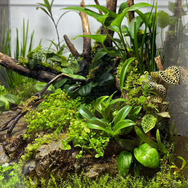 Macodes Anoectochilus roxburghii "Skeleton Hybride" Juwelorchidee im Terrarium / Wabi-Kusa
